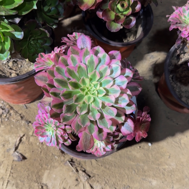 红彤白9号棚9.9。  