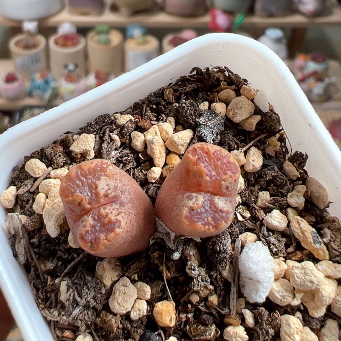 多肉植物129号蝴蝶