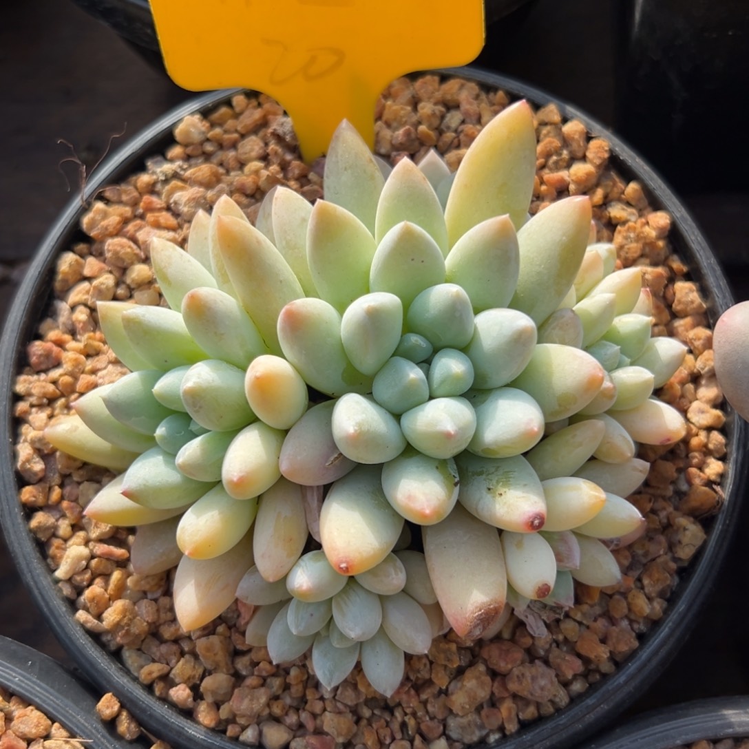 七彩奶糖11111111111111