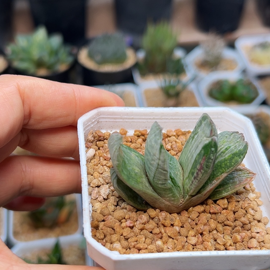 子宝一颗一颗一颗一颗一颗