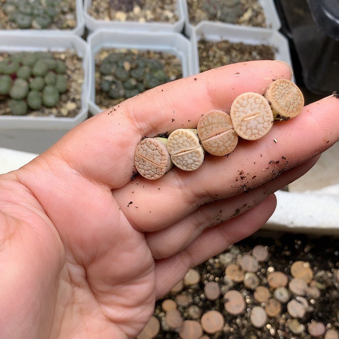 P22多肉植物保护研究所