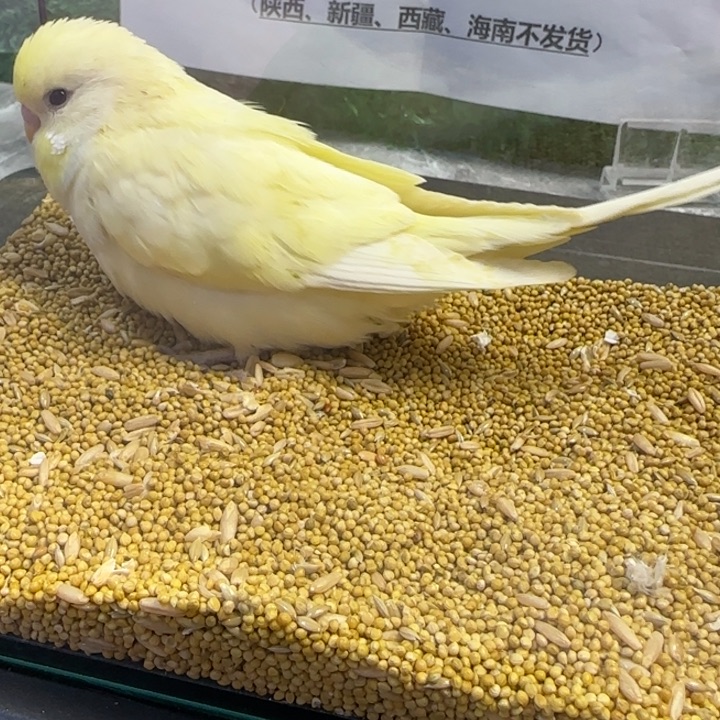 虎皮鹦鹉大头虎皮鹦鹉