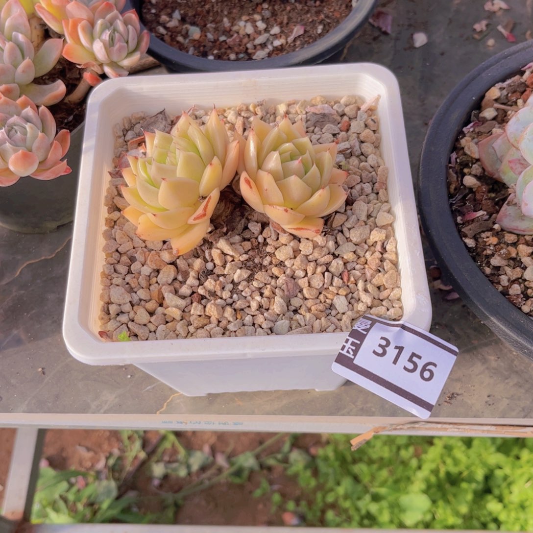 东云多肉植物3156