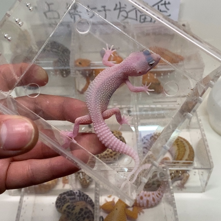 豹纹守宫雪花恶魔白酒弟弟