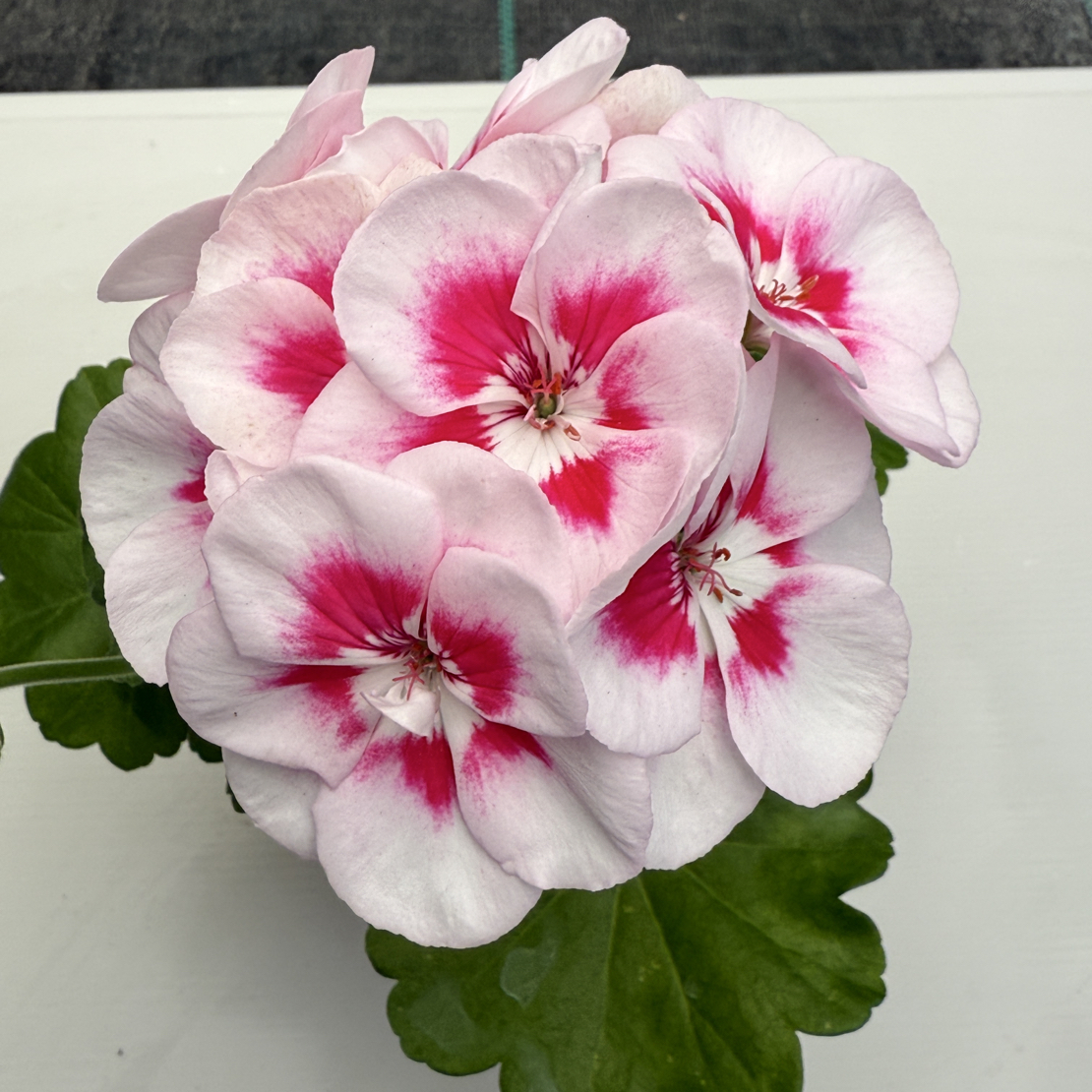 【白飞溅】大花球勤花天竺葵 拍三发四