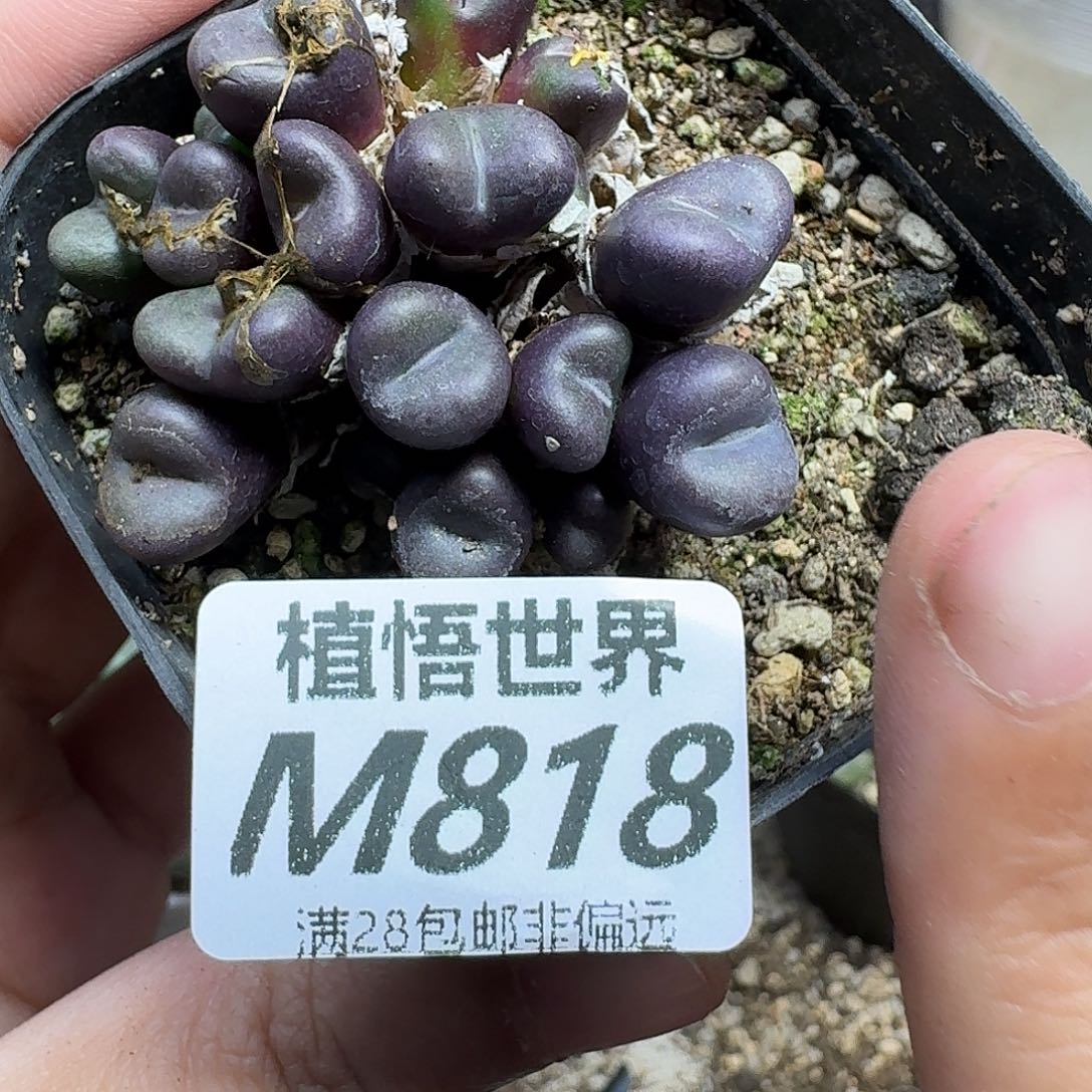 多肉植物的人生fgbn