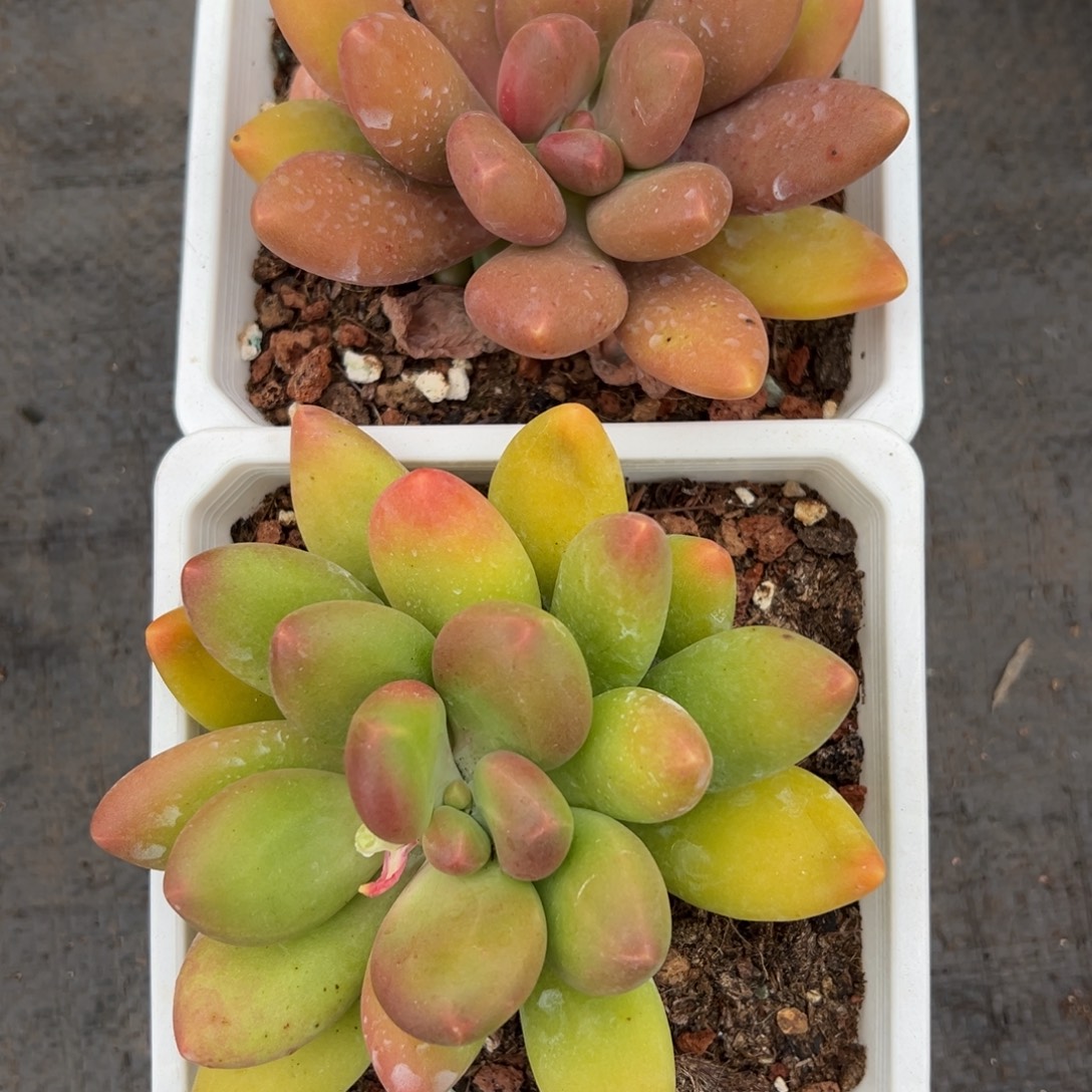 1214357 芒果奶两颗单头特价不售后续