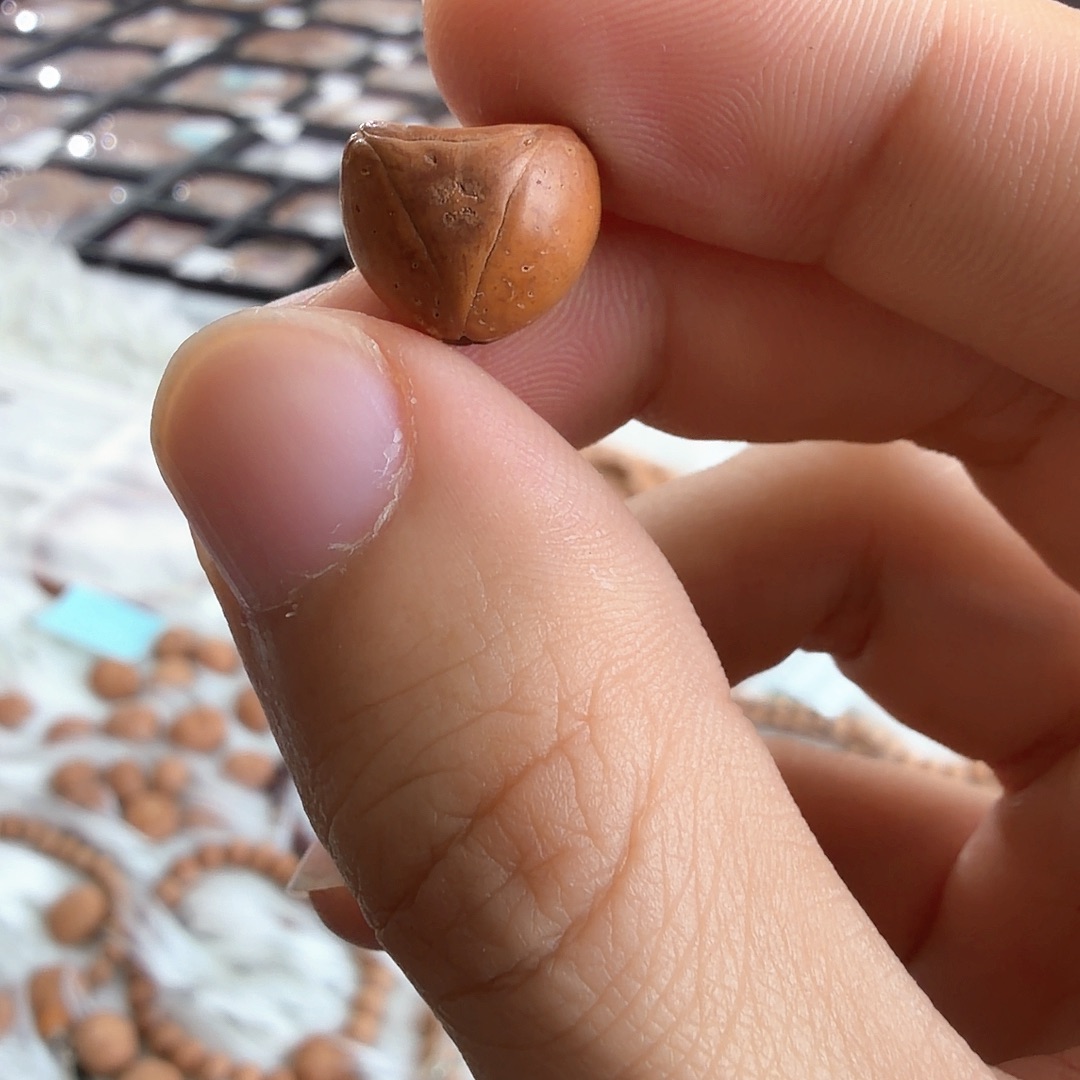 凤眼菩提吊坠4099