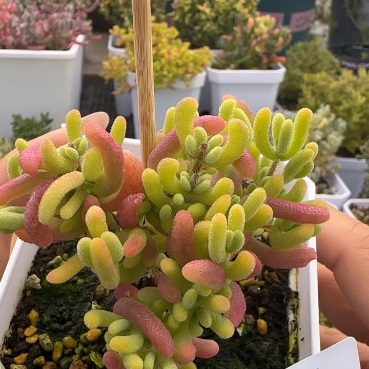 671-钻石黄锦植物枝干
