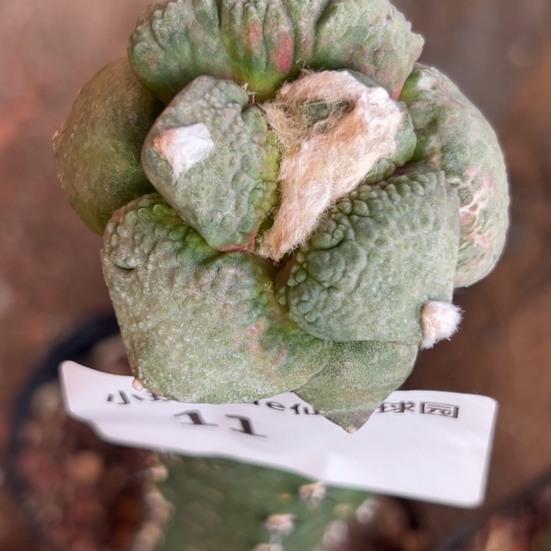 11 仙人球的比赛将于本