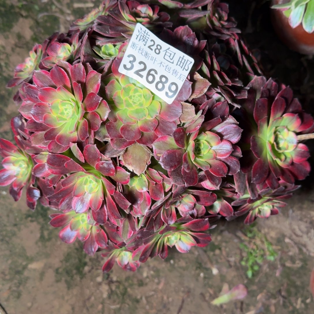 32689安娜多肉植物