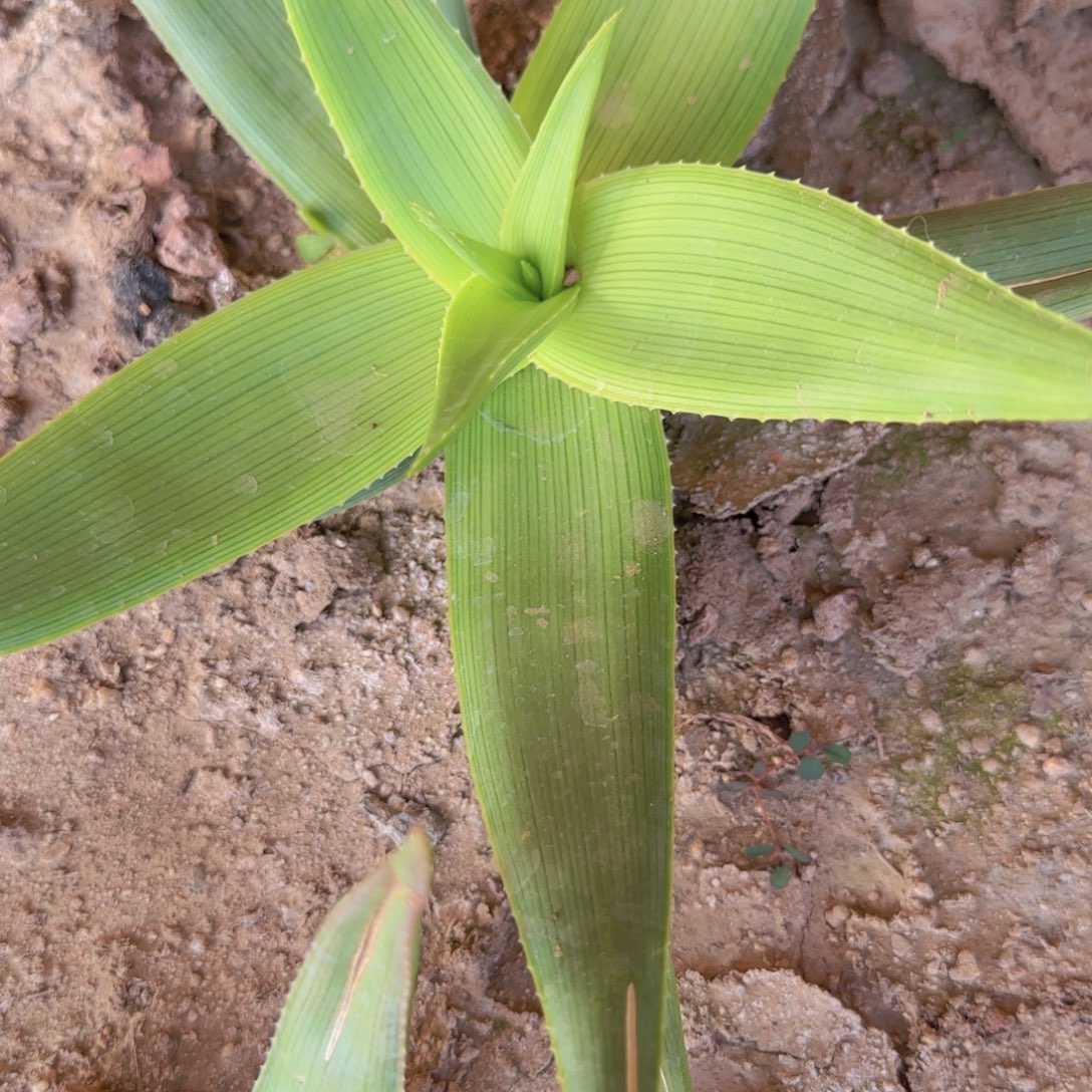 块根植物块根植物块根