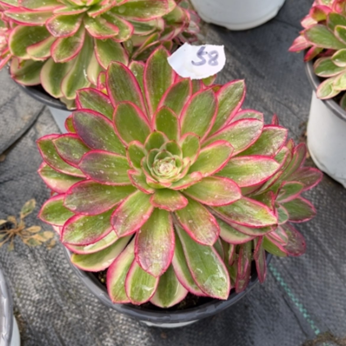 【闪购商品】58倾城多肉法师