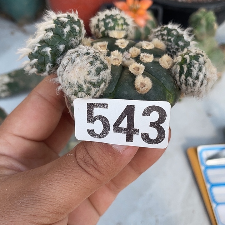 543号仙人球一棵无根