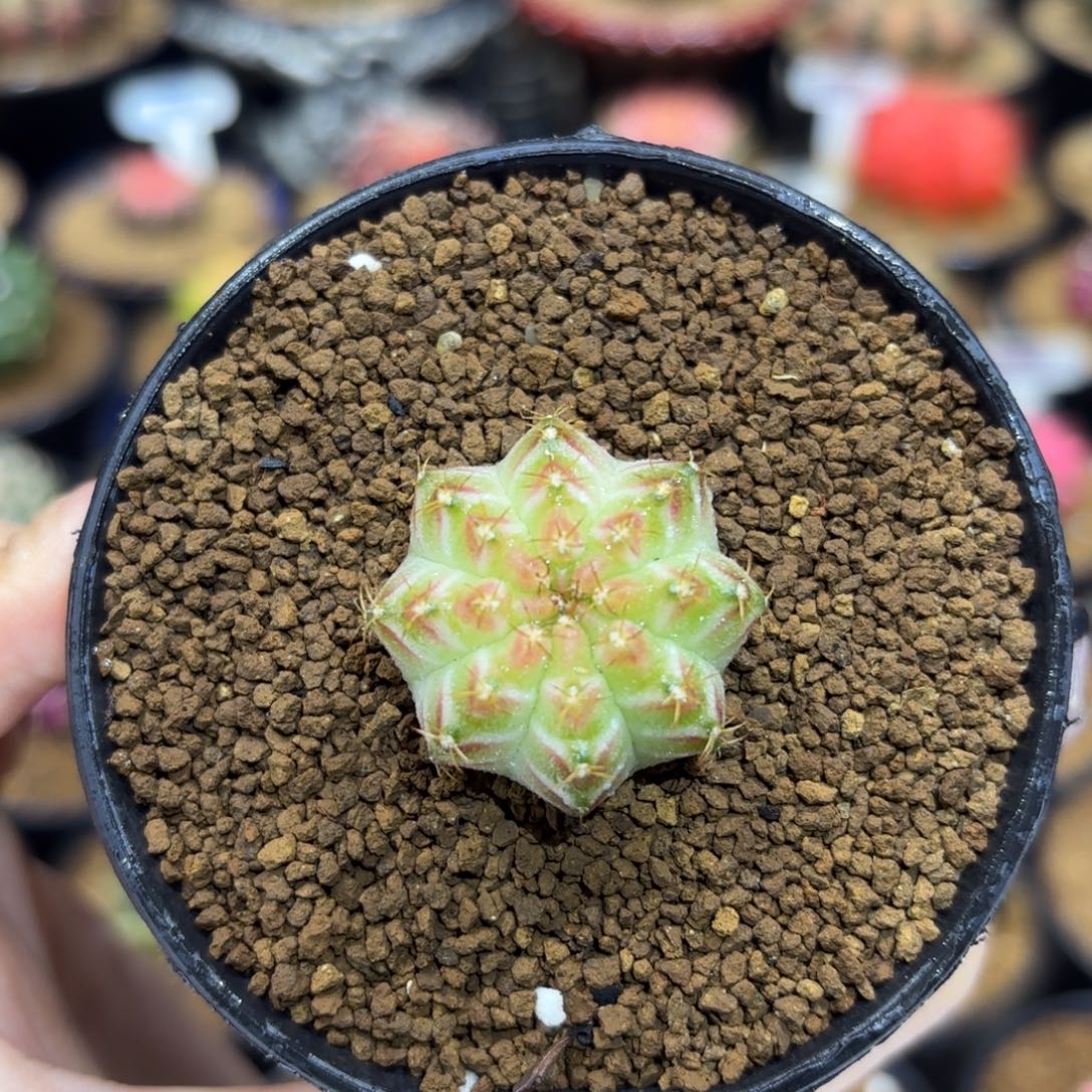 2.8cm泰系实生白轮回
