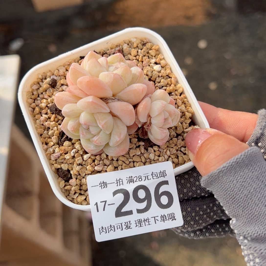 冰玉，多肉多肉多肉