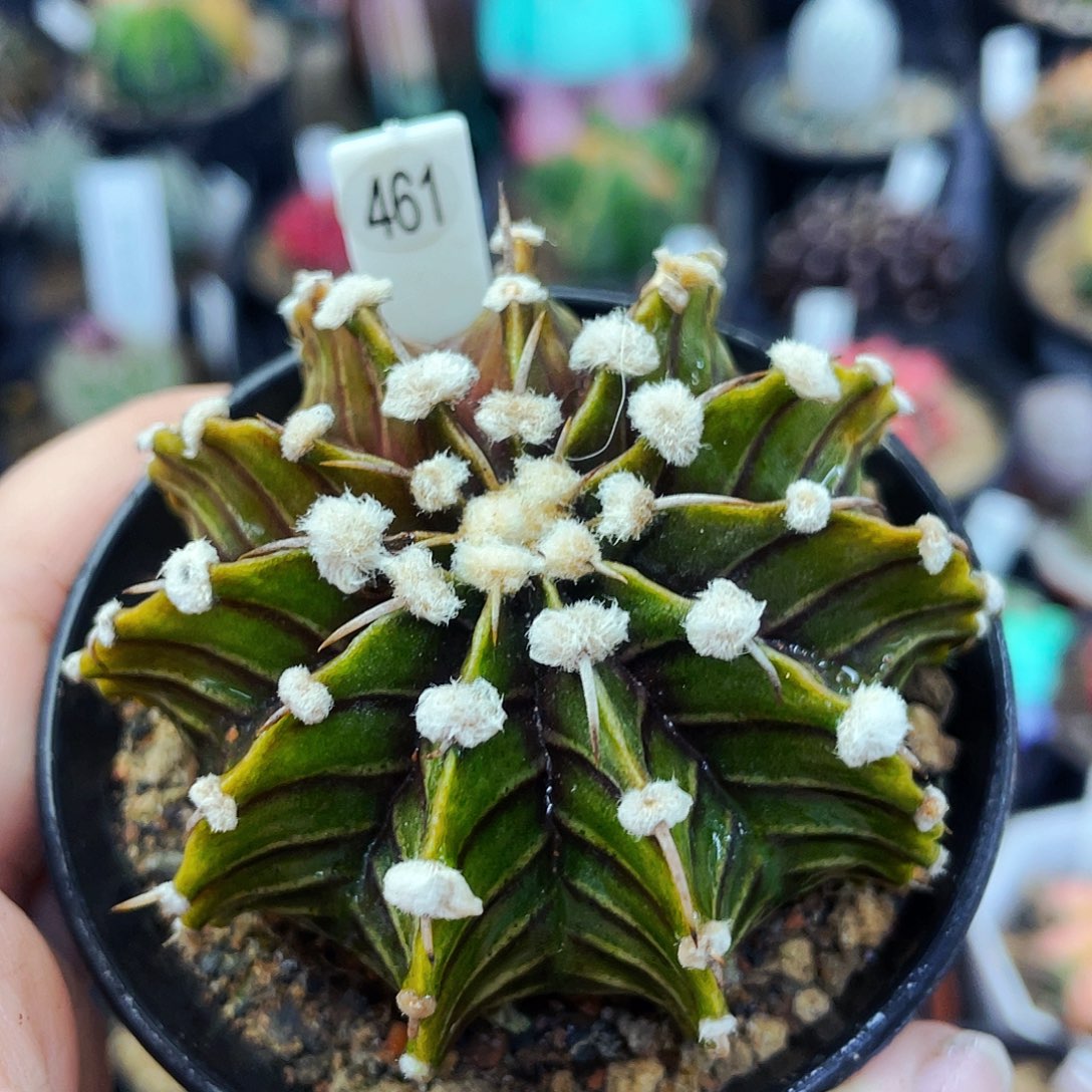 非偏远地区满25包邮仙人球