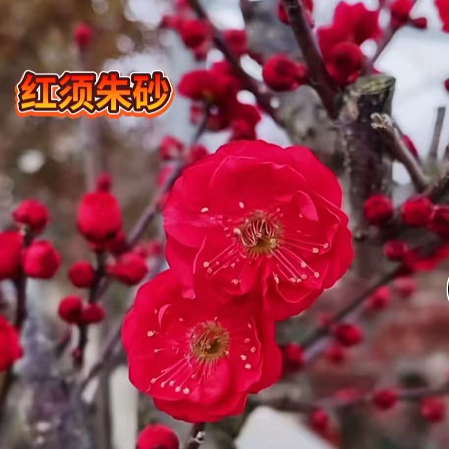 精品梅花老桩  一物一拍