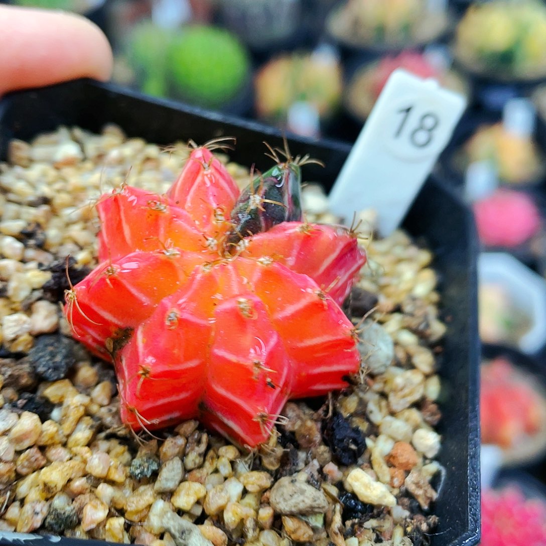 非偏远地区满25包邮仙人球