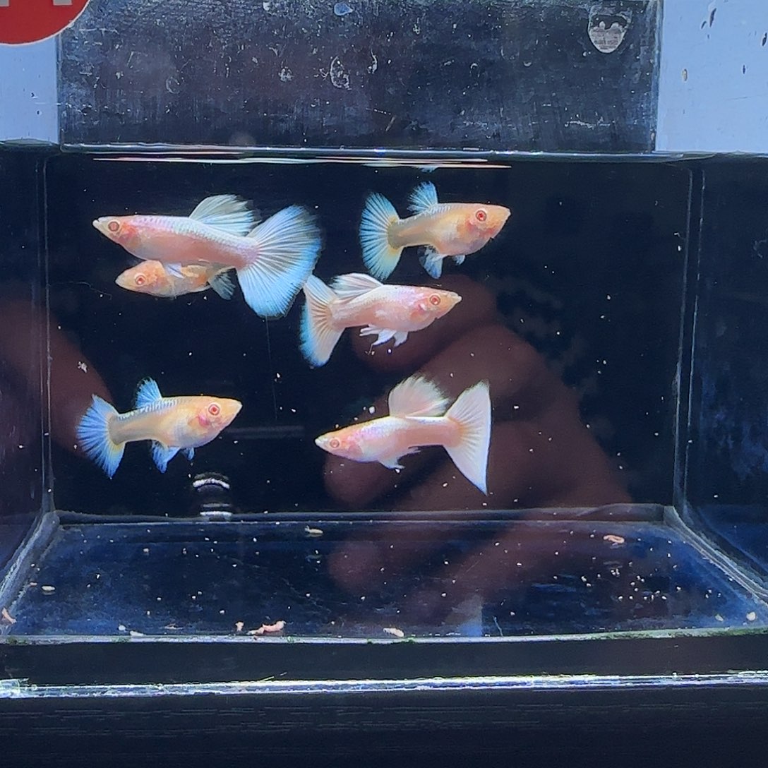 孔雀鱼白雪公主3对