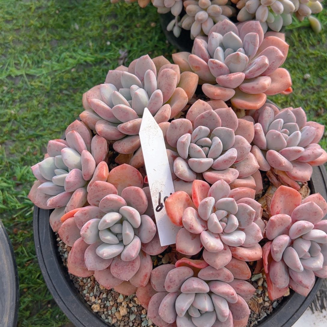 香玉的故事是一个人的故事