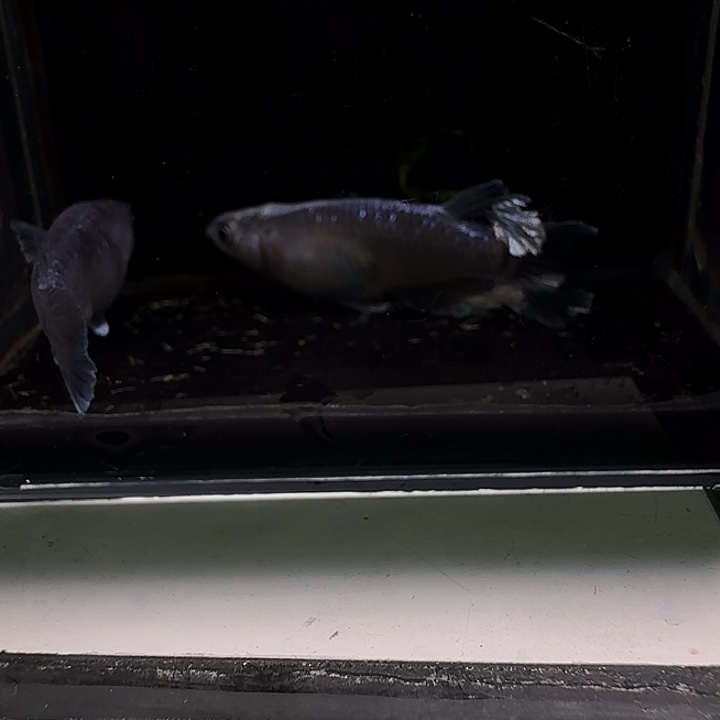 青鳉鱼一物一拍729