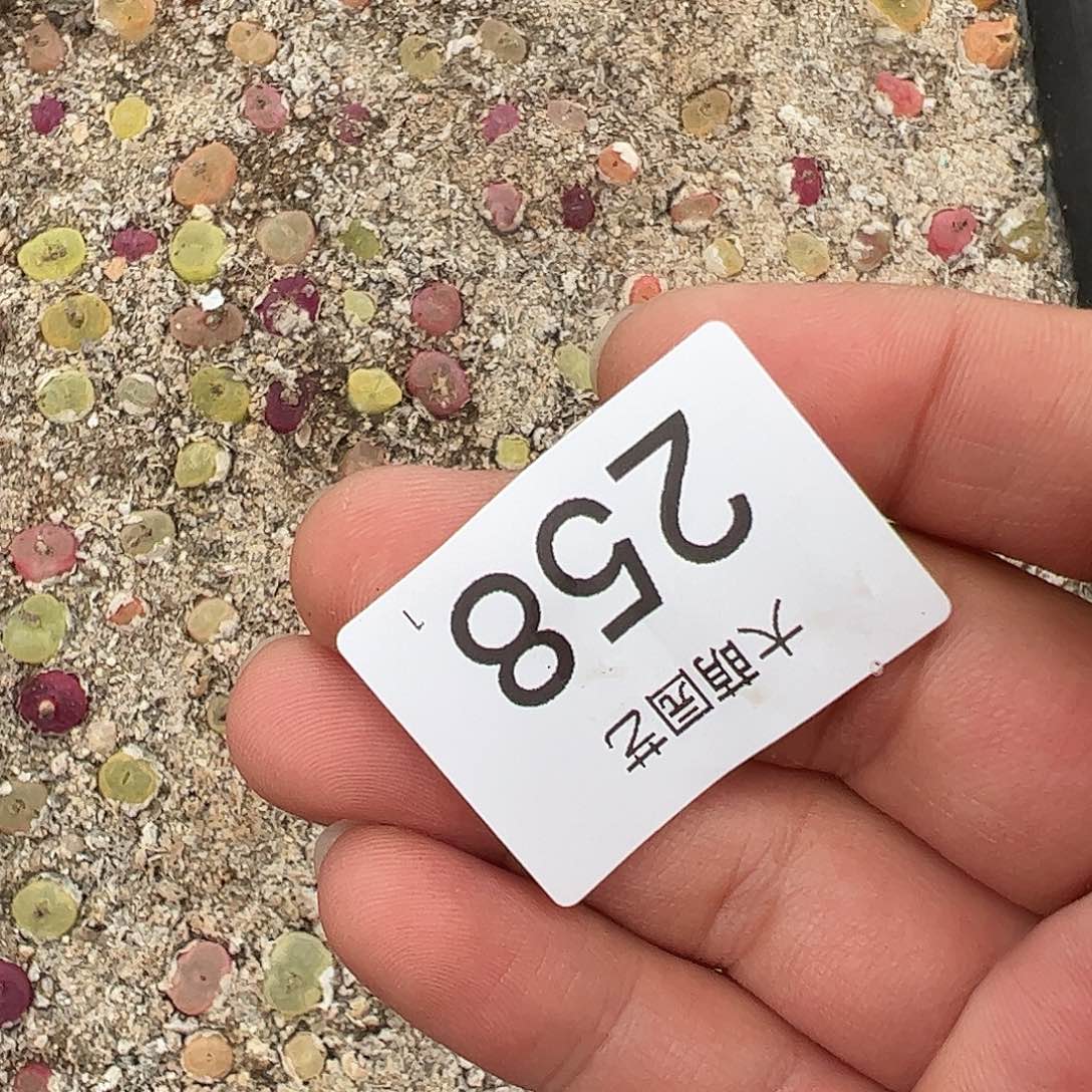 0000258 清框脱土发无售后……