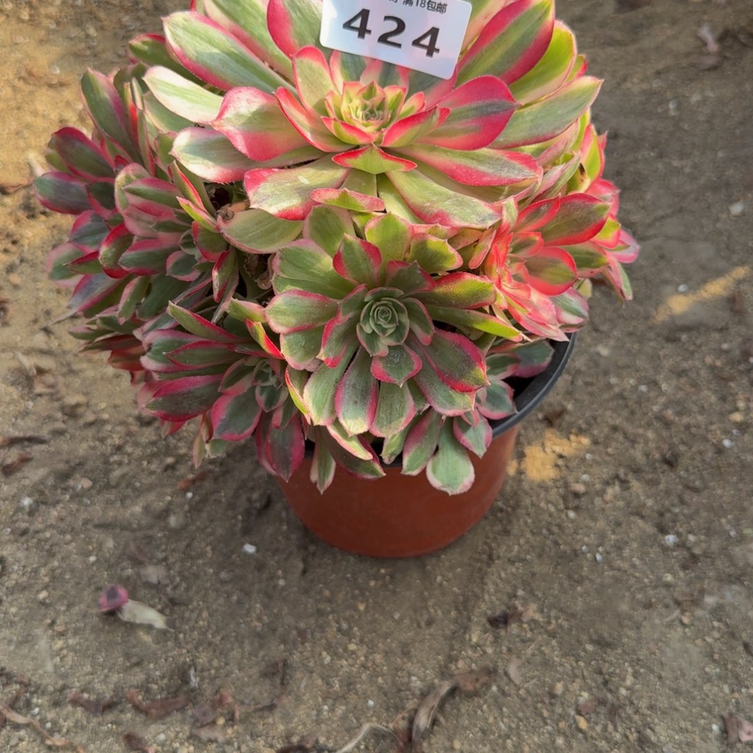 424瑶光。多肉植物