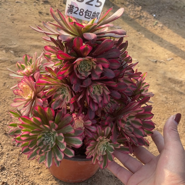 1525二号棚红铜鼓A