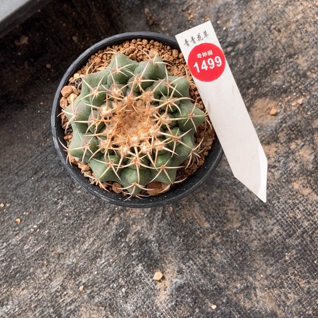 实生圆盘玉7.1cm