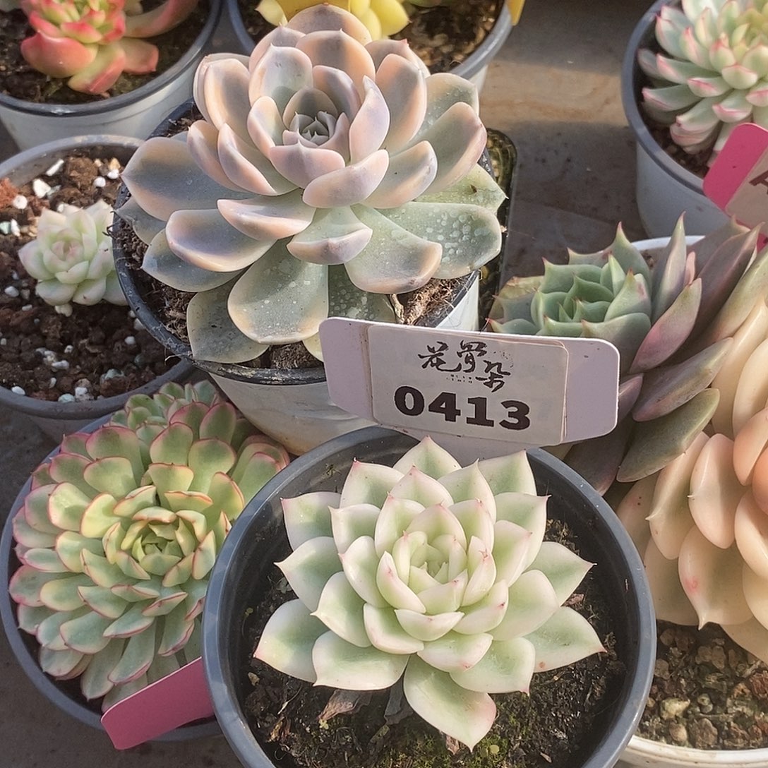 409，413两颗哈哈哈哈哈哈