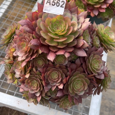 562红魔23厘米左右多肉