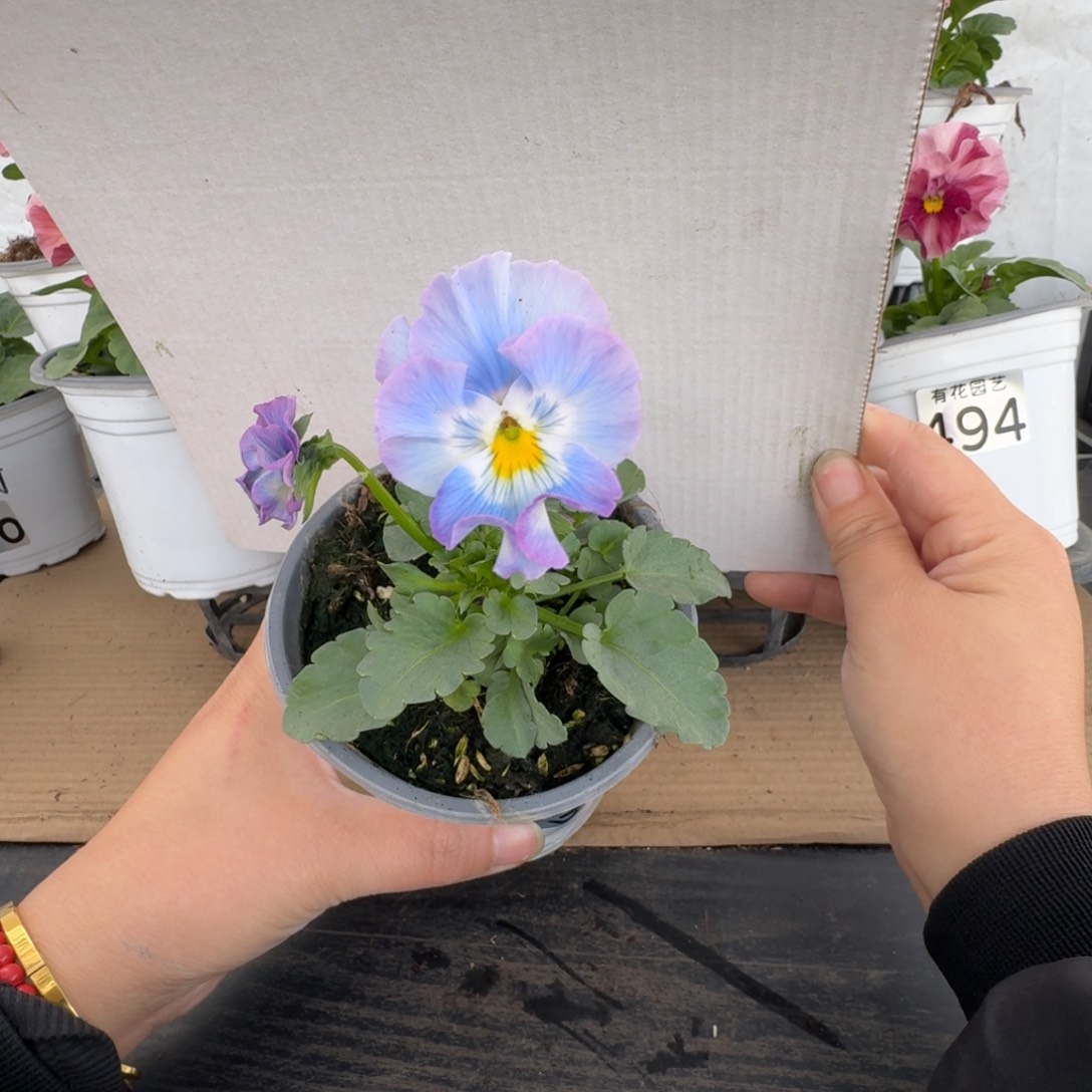 全部花朵813号角堇