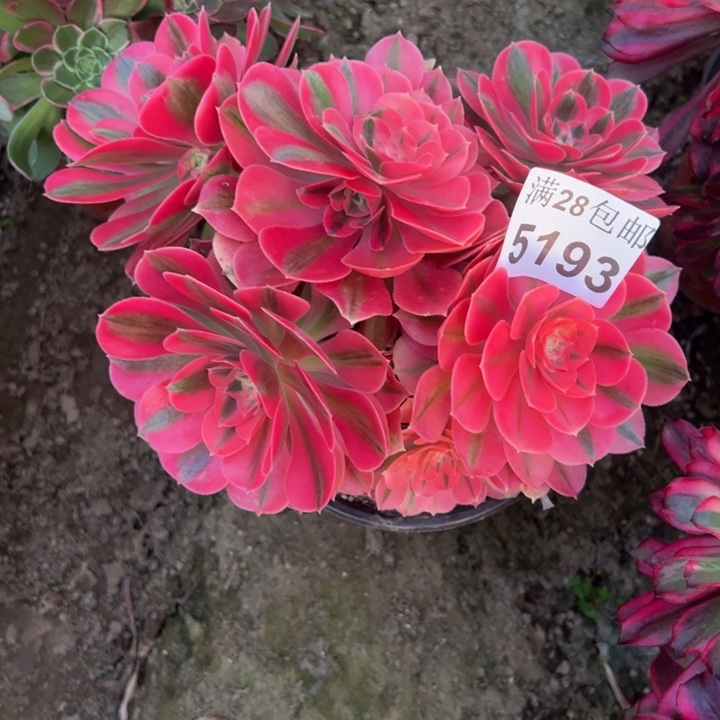 5193女巫多肉植物