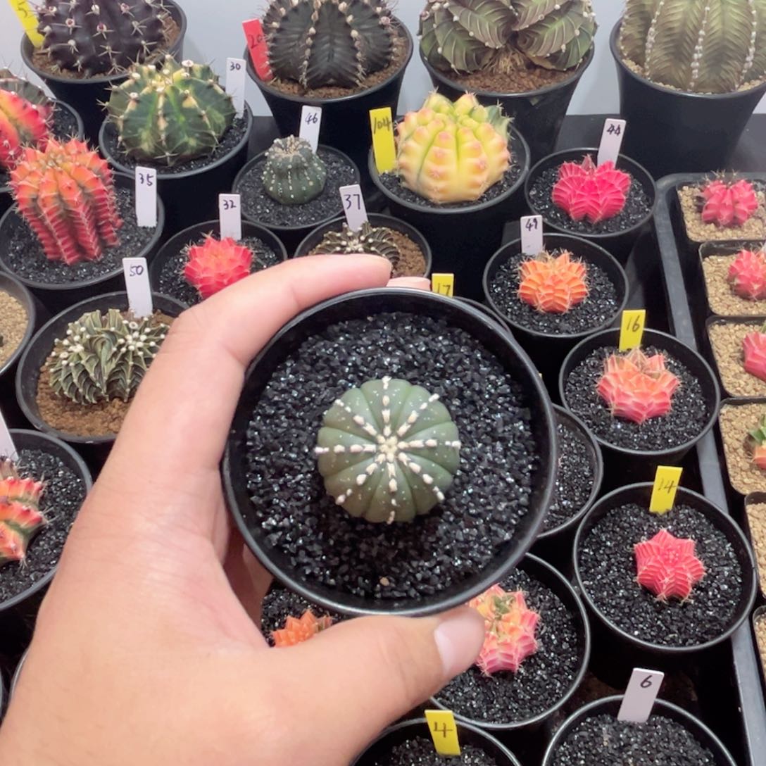 连线兜——（默认脱土发货）