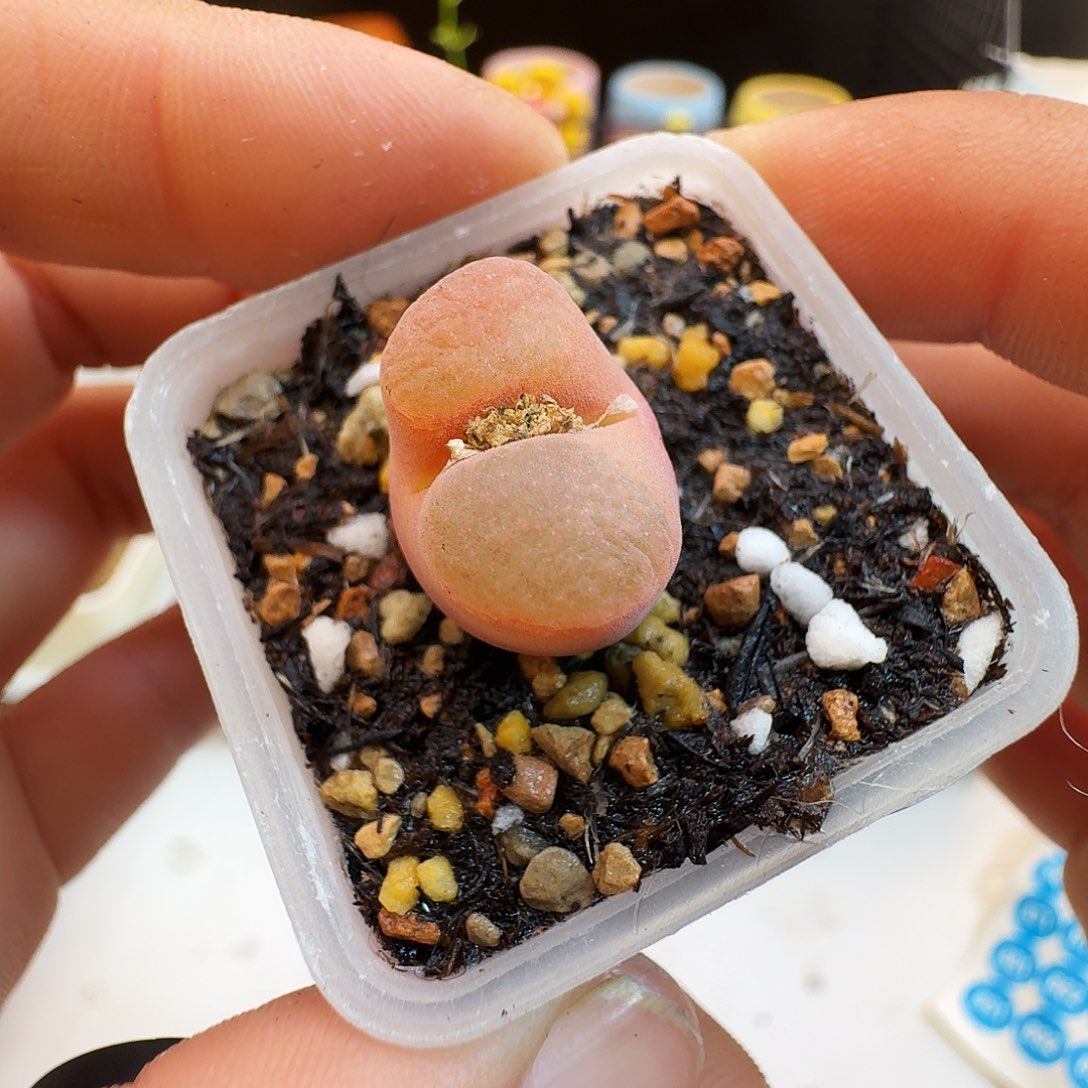 多肉植物福利肉锥果冻雪花磁铁840