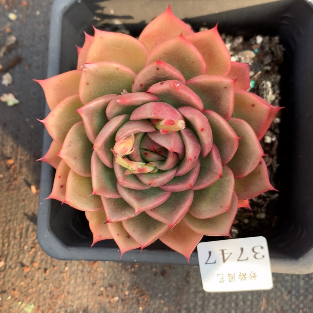 3747杂交精品基地9厘米