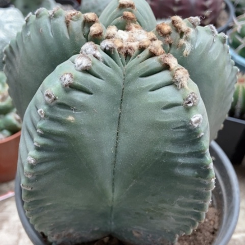 五角仙人球40米仙人球