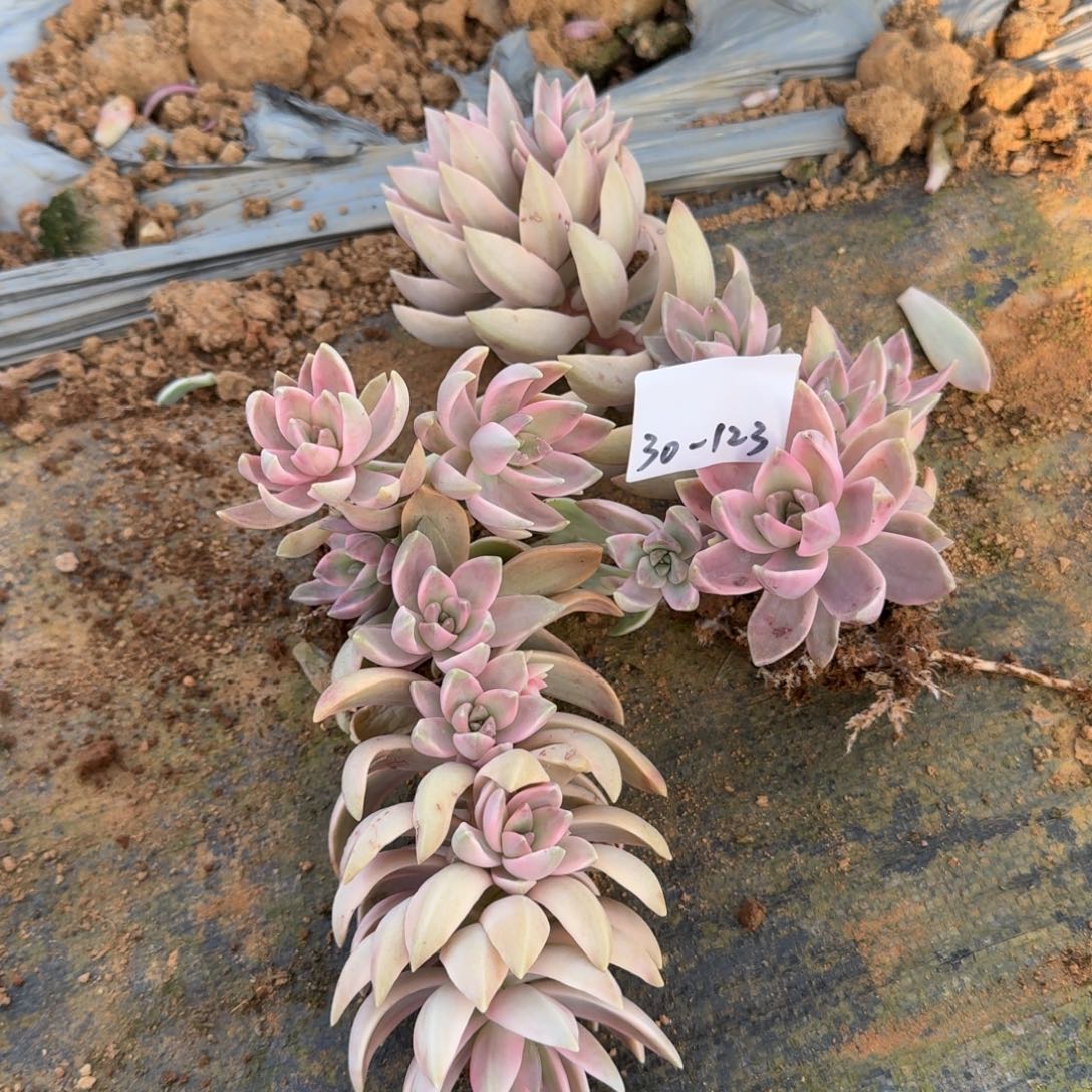 30-123布丁锦两颗量拍