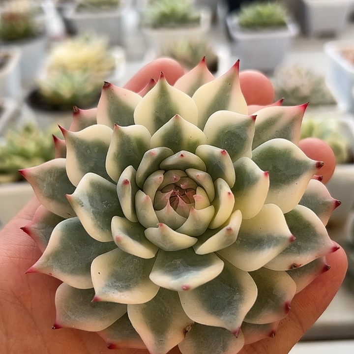 白白吉娃娃锦多肉植物
