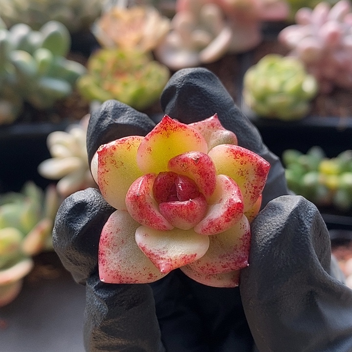 黑玫瑰锦4厘米无根多肉植物