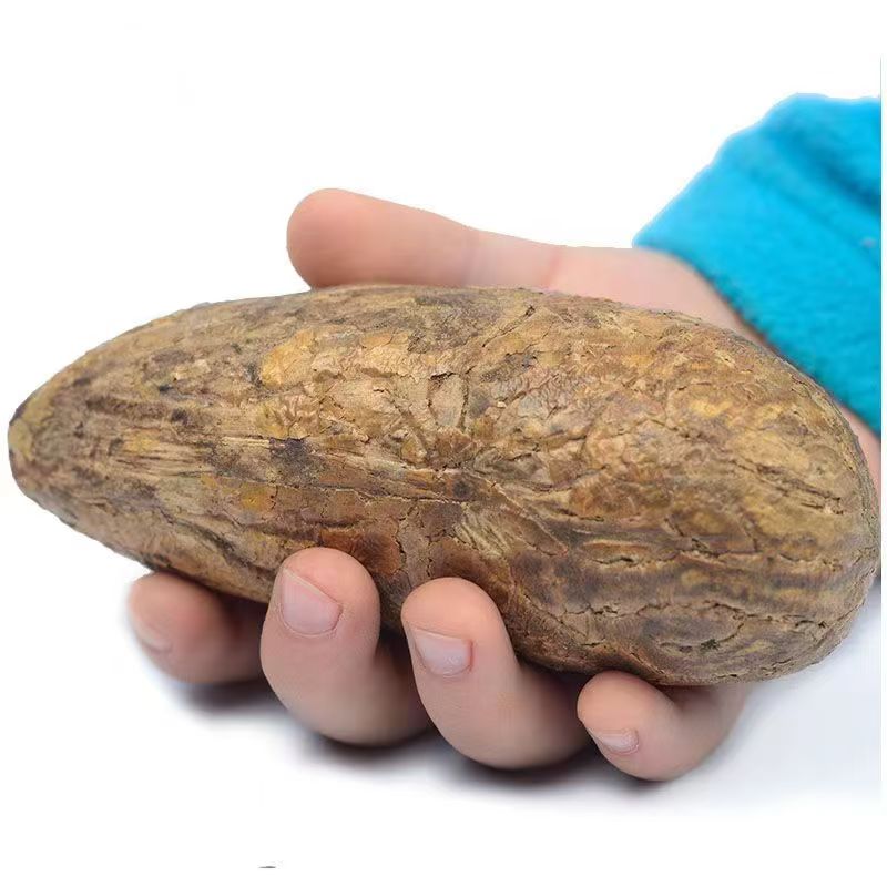 精品天然现磨果-精品霸王果【送配绳】成品发货