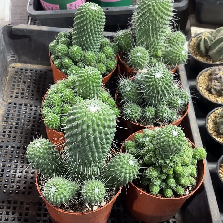 白珠群仙人球随机一盆