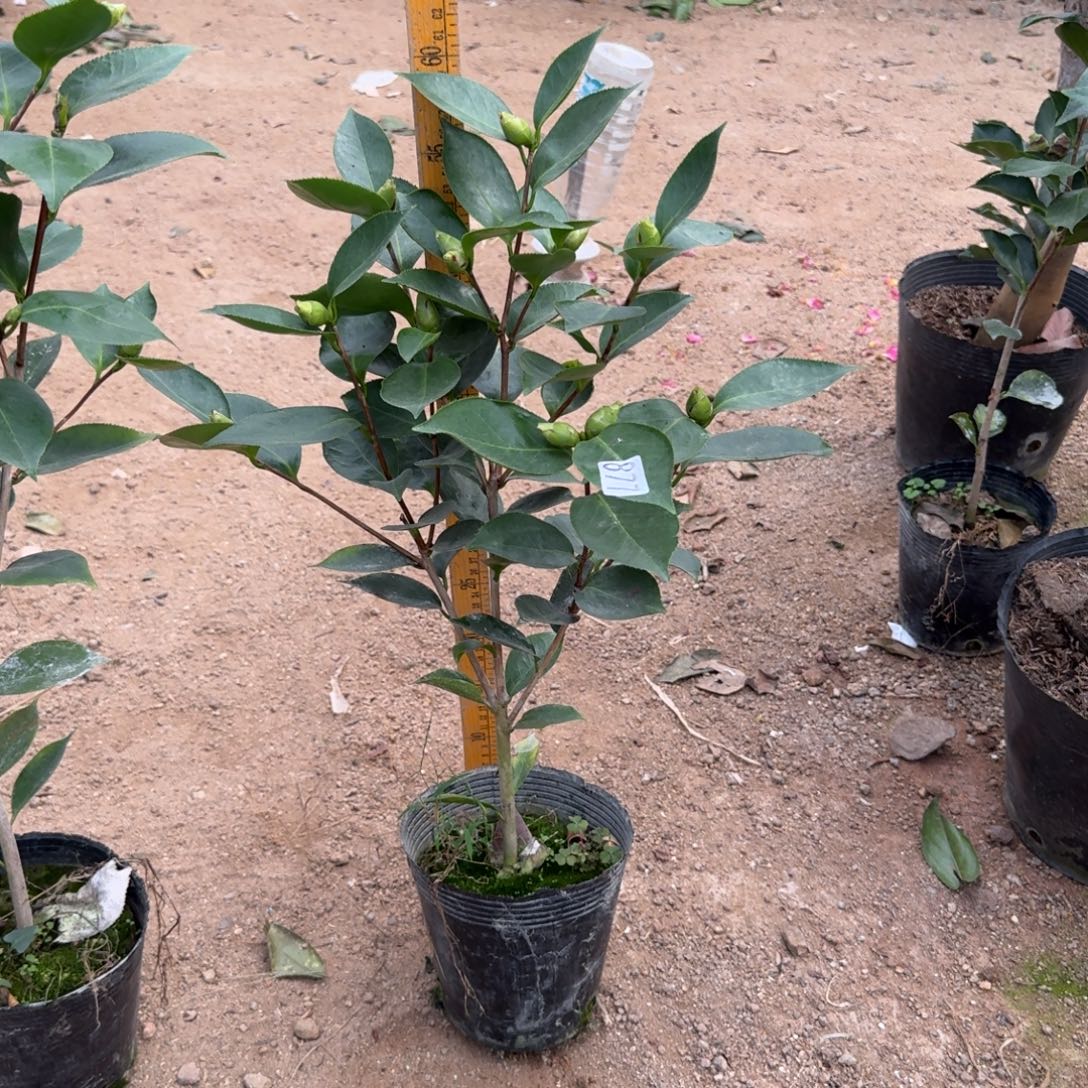 少量花朵（建议范围：2朵-5朵 或40%以下）877依莲