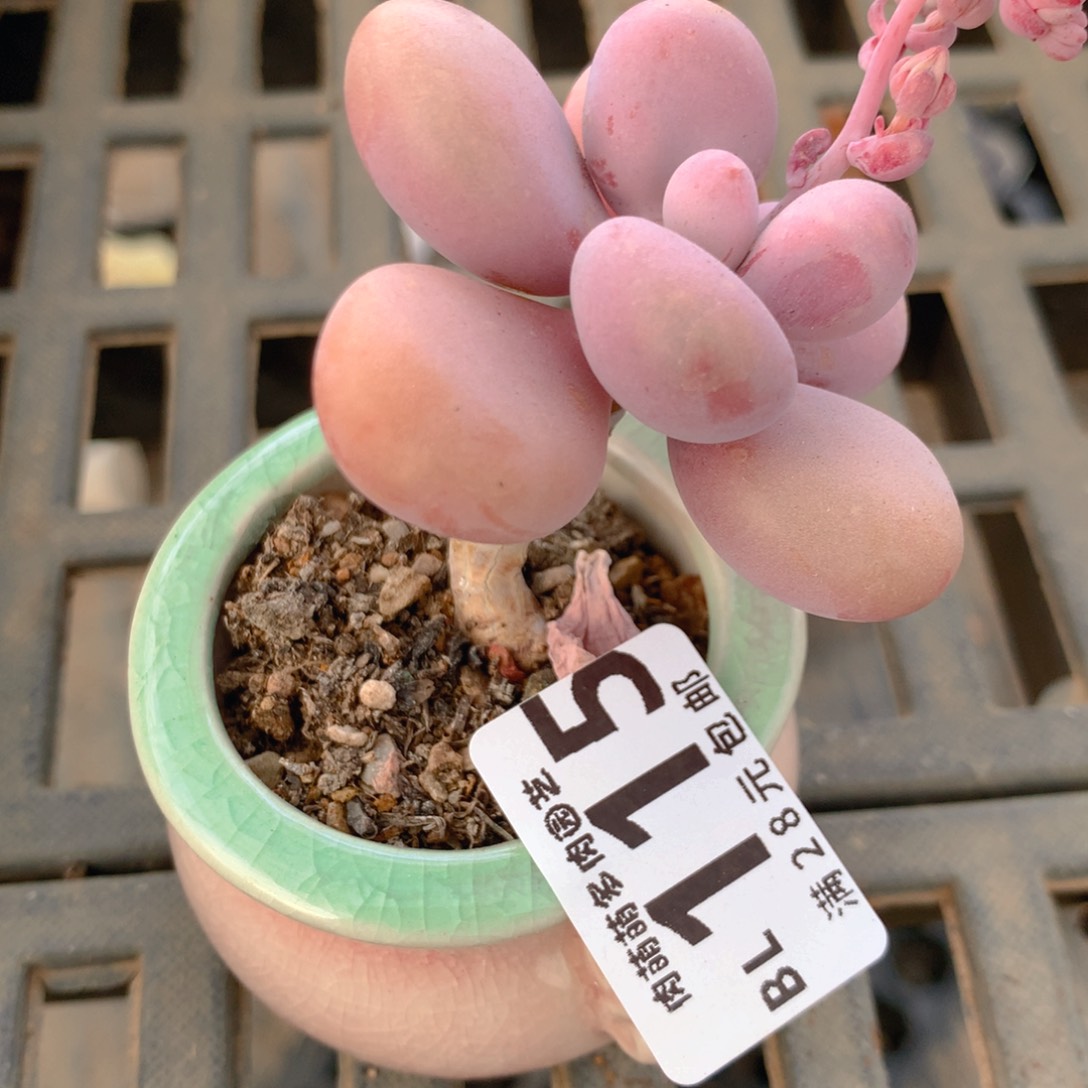 P肉萌萌5cm拇指盆精控多肉BL115