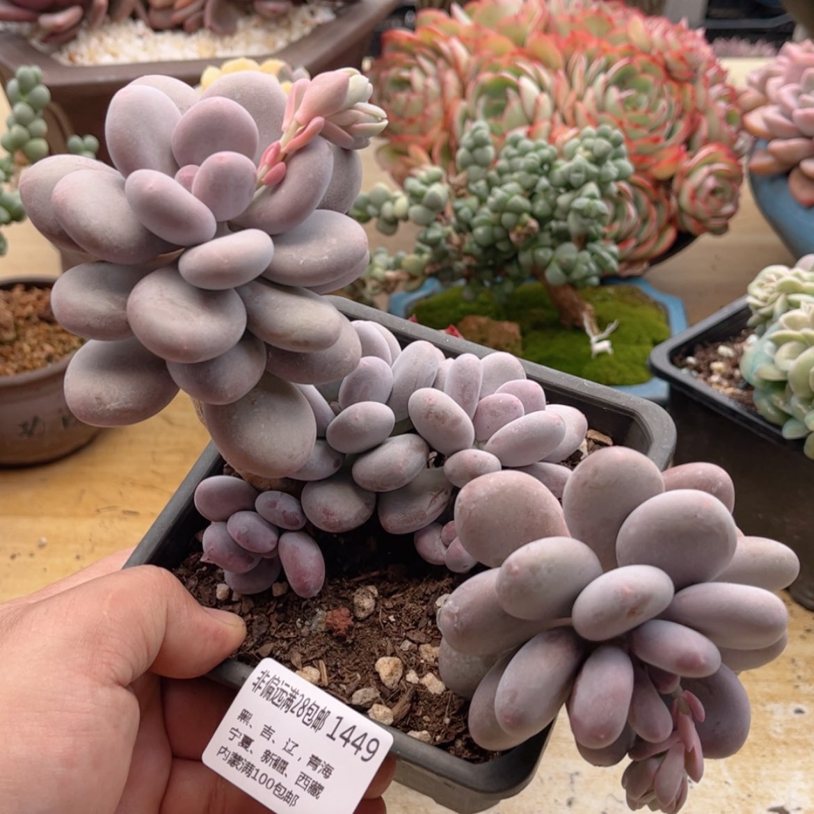 【闪购商品】1449秋美人