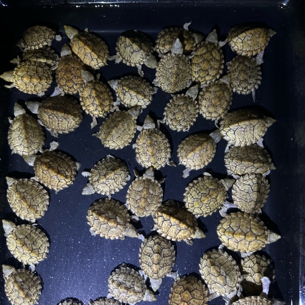 【剃刀大苗】剃刀蛋龟 深水龟 冷水龟 剃刀龟 观赏龟 宠物龟 蛋龟