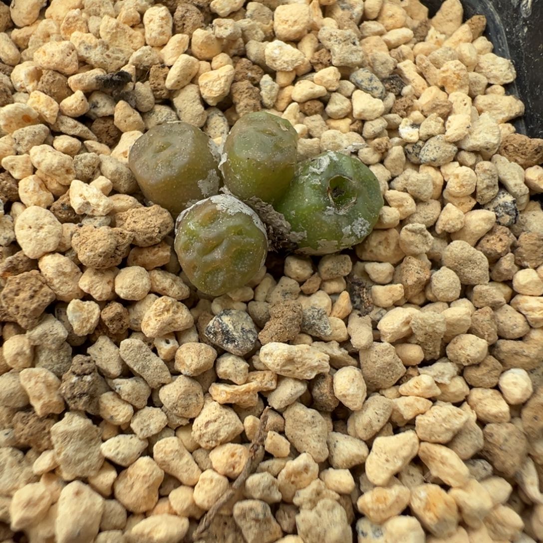 8-145烧麦多肉植物