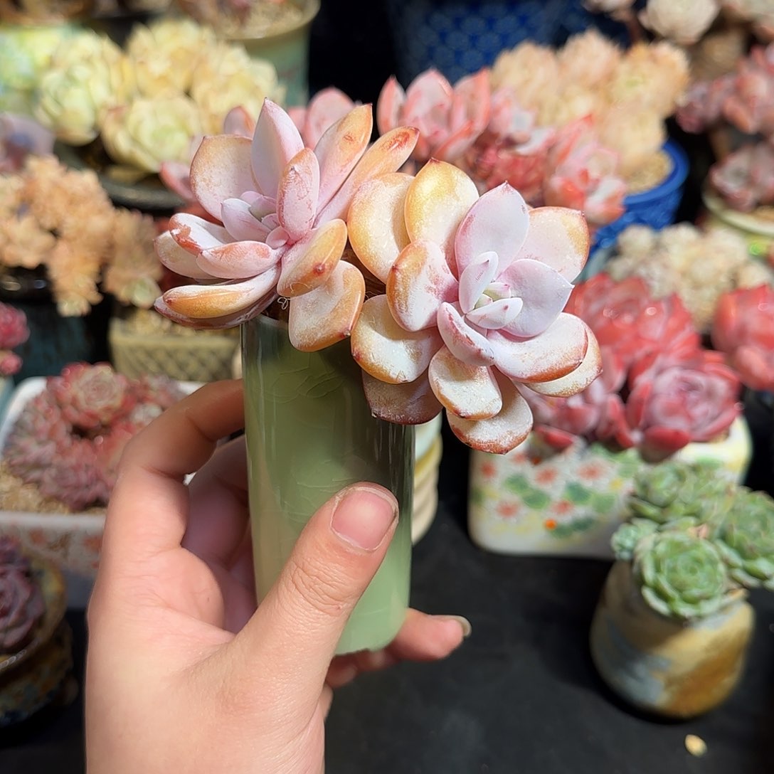 奶茶有砍大砍9cm左右带盆土