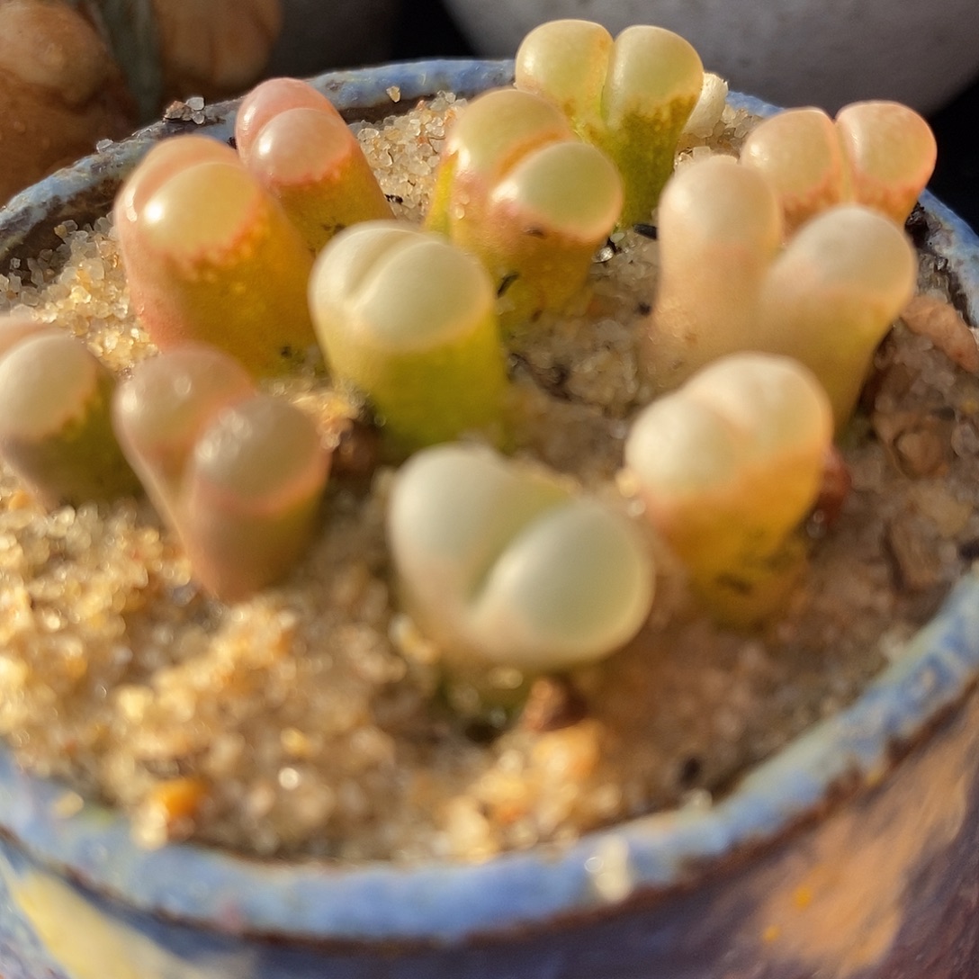 C10杂鲑鱼粉风铃5颗。          